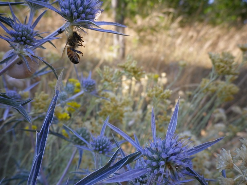 Giovane Thomisus onustus preda ape - Marche